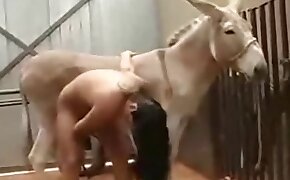 donkey, center